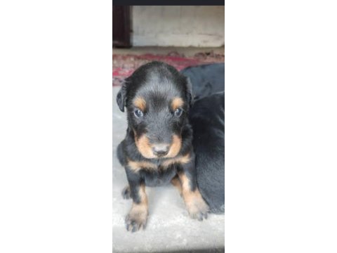Kaliteli doberman yavruları