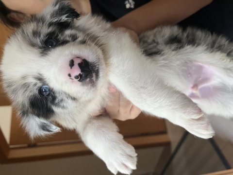 Üstün kalite border collie yavrular