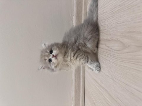 Güzel british longhair kıza yuva arıyoruz