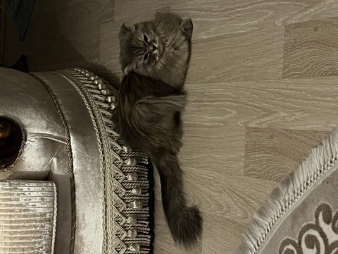 Safkan scottish fold