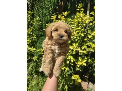 Orjinal teacup maltipoo