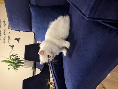 Orjinal chinchilla dişi