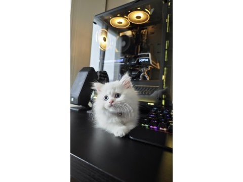 Masmavi gözlü - bembeyaz british longhair
