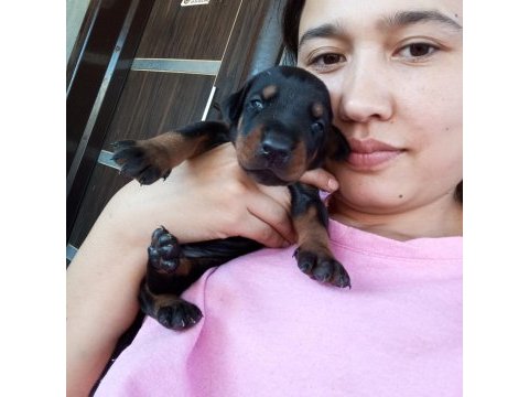 Şecereli doberman yavrularımız