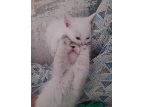 British shorthair yavrularım teslime hazır