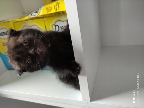 Kaliteli british shorthair yavrular dişi ve erkek mevcut