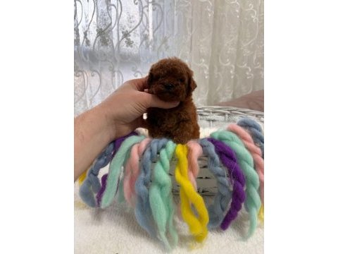 Toy poodle köpeğimiz yeni yuvasını arıyor