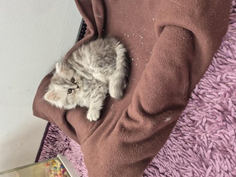 Chinchilla 2 aylık yavru kedimiz
