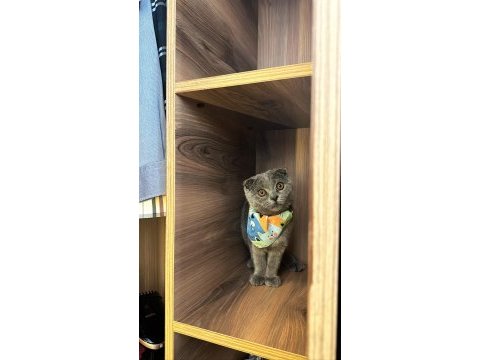 Tüm aşıları tamam erkek 7 aylık scottish fold