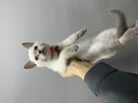 Nadir güzellikte british shorthair bebekler