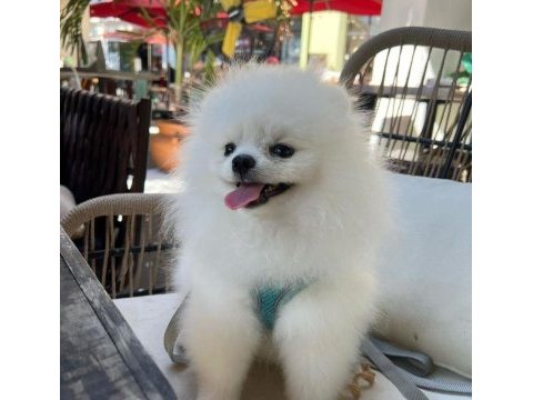 Pomeranian boo yavru eğitimli