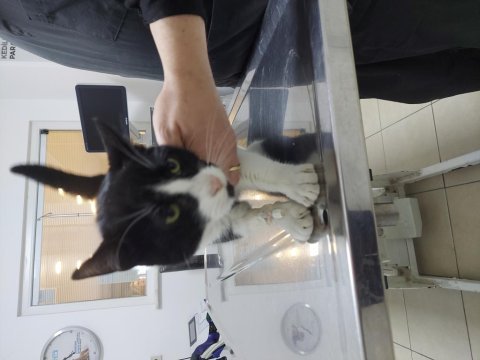 Kedimiz biber yuva arıyor