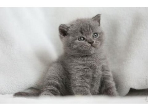A+ a62 orjinal british shorthair yavrularımız hazır