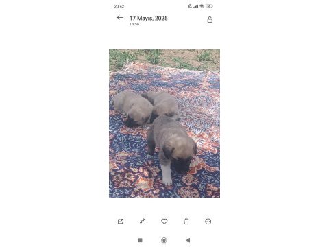1 aylık erkek dişi saf kangallar
