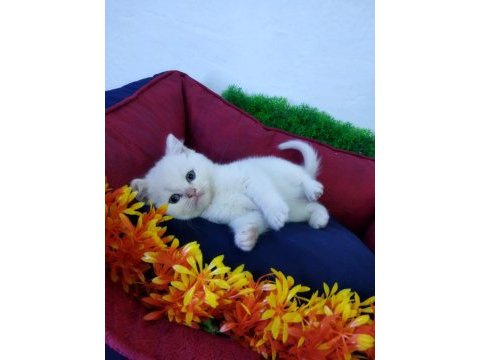 Muhteşem güzellikte british shorthair yavru kediler