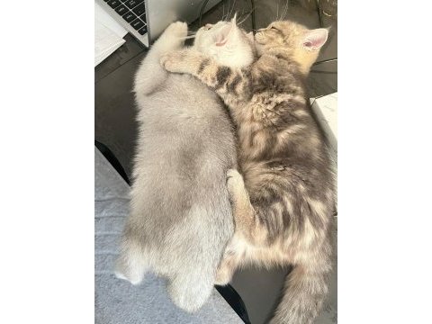 British shorthair yavrular