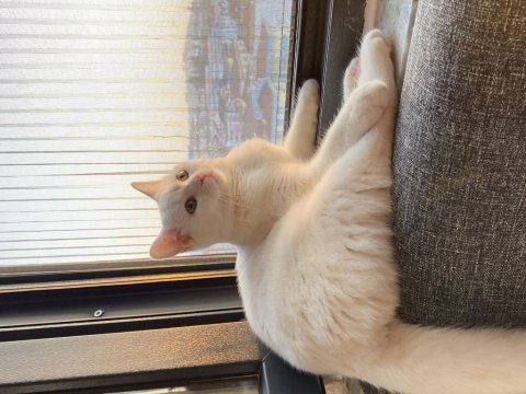 British shorthair x yerli tekir