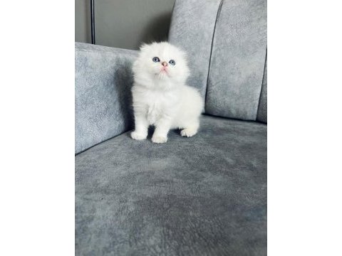 2 aylık erkek uzun tüylü scottish fold