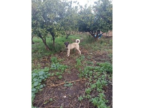 İzmir köpekler