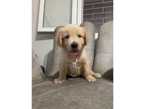 Golden retriever