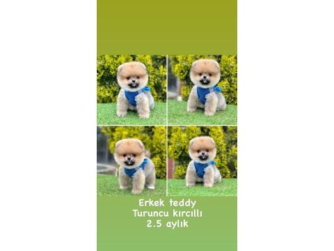 2.5 aylık pomeranian boo ayı surat yavrularımız