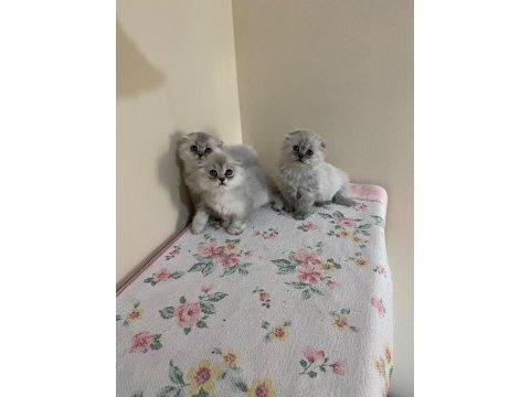 Sevimli scottish fold yavrular