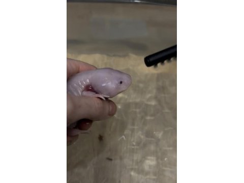 Axolotl her şeyi ile