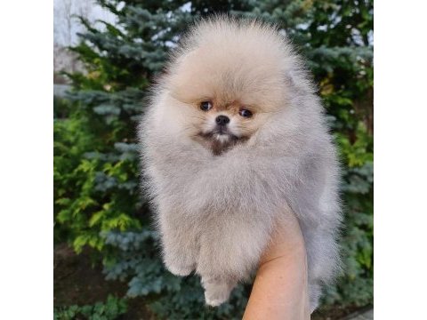 Pomeranian boo yavruları