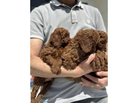 Petmode köpek çiftliğinde ziyarete açık toy poodle