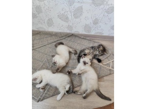 2 aylık yavru kediler 5 adet