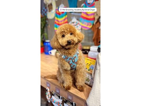Çiftleşme 1 yaşındaki poodle köpeğimiz