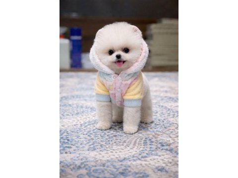 A kalite pomeranian boo show face