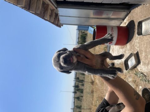 Cane corso yavrular
