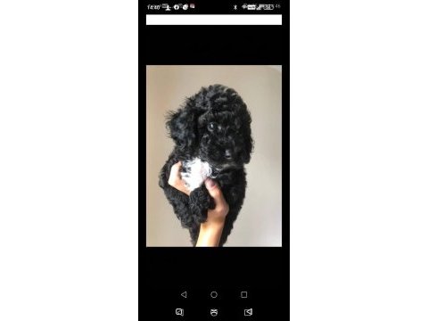 Evde bakılabilecek tek ırk toy poodledir
