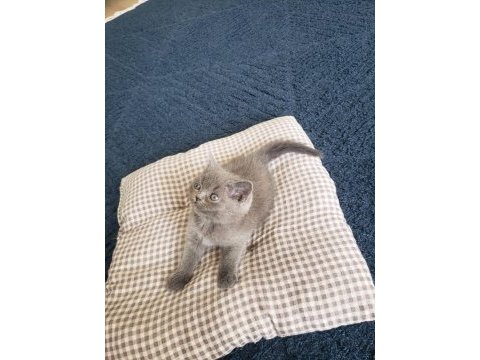Scottish fold ve british yavrular rezervasyona hazır