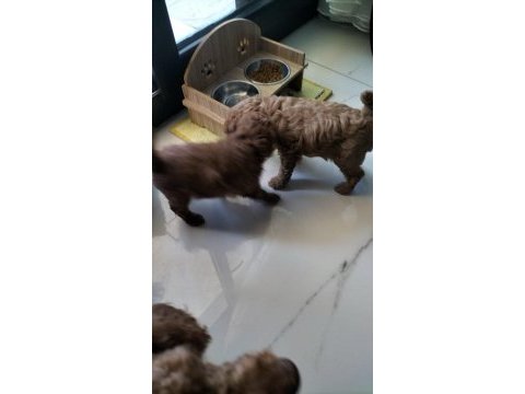 0 numara toy poodle