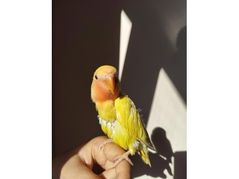2 aylık yeme düşen yavru full evcil sevda papağanı