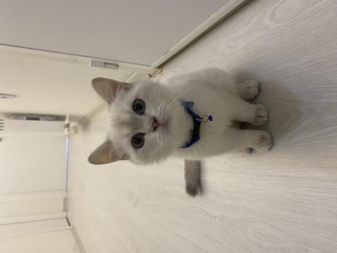 7 aylık british shorthair