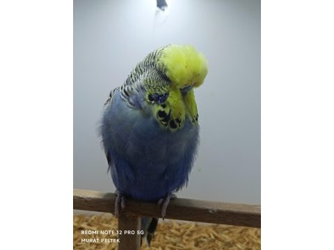 Show jumbo muhabbet kuşu