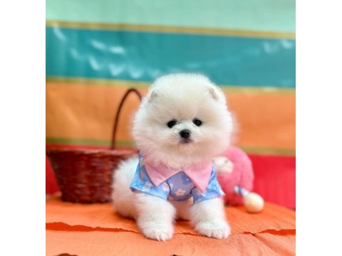 Safkan pomeranian boo köpeklerimiz