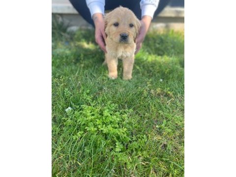 Golden retriever yavrular a kalite küt burun
