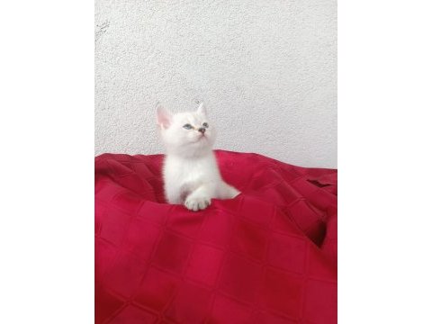 British shorthair yavruları