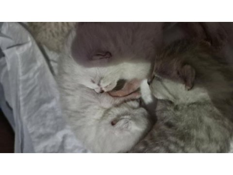 British shorthair yavrular