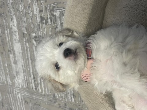 3 aylık oyun canlısı evcil bichon frise yavrusu