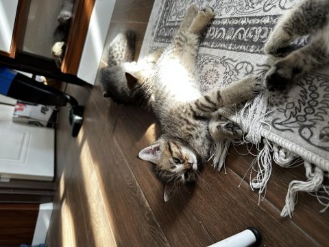 British shorthair yavrularımızı sahiplendirmek istiyoruz