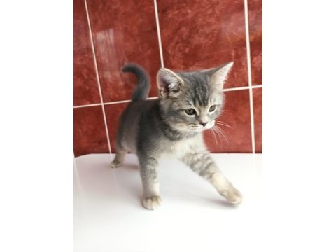 British shorthair erkek yavru