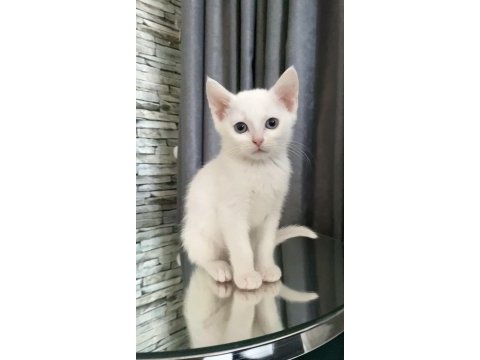 Sahiplendirilecektir british shorthair