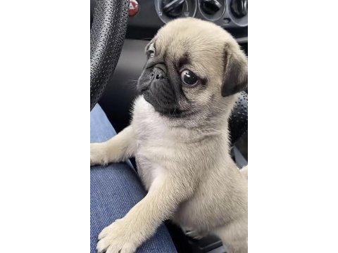 Bakımlı pug safkan