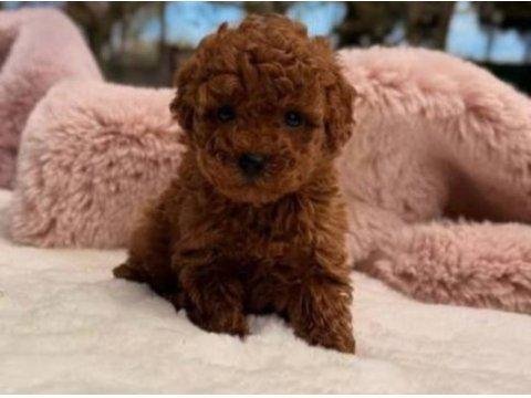 Toy poodle yavru erkek ve dişi yavrular ücretsiz teslimat
