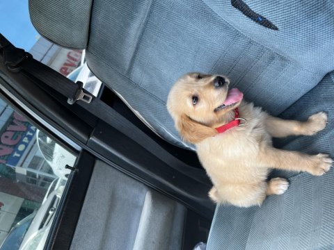 2 aylık baby face safkan golden retriever